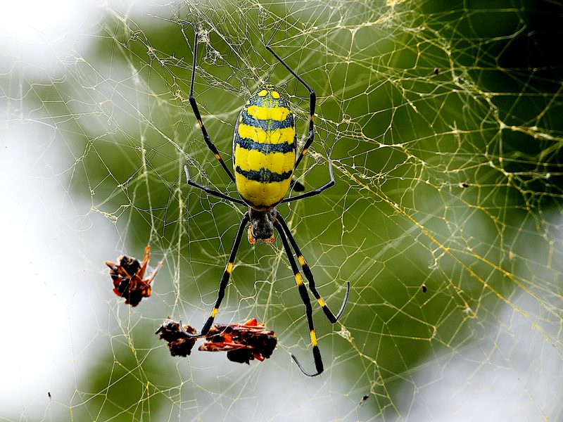 Joro Spider.jpg